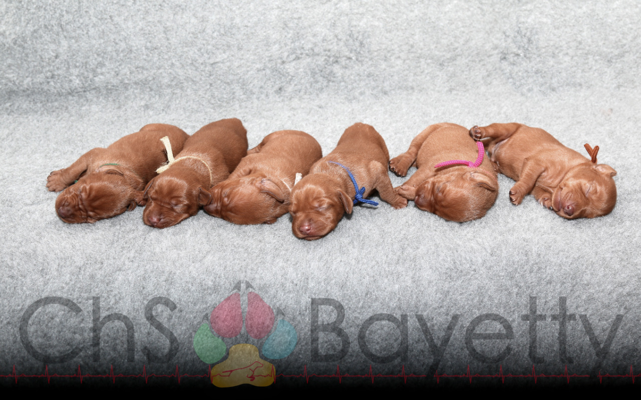 Dexter Bayetty chovatelská stanice maďarských ohařů krátkosrstých mok   Dexter Bayetty chovatelská stanice maďarských ohařů krátkosrstých mok